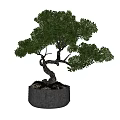 Bonsai Potted Plant Featuring Curved Trunk Green Leaves Gray Concrete Pot And Small Stones