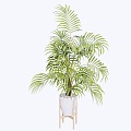 Modern indoor potted plants 3d model