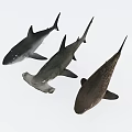 Three Different Sharks Swimming In Ocean Water With Distinct Fins And Body Shapes