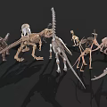 Various Dinosaur Skeleton Models With Different Prehistoric Species Displayed 3d model