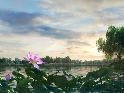 Tranquil Garden Landscape Featuring Lotus Flower And Leaves With Willow By Lake And Sunset Clouds 3d model
