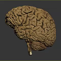 Highly Detailed 3D Rendered Human Brain Model With Anatomical Surface Structures