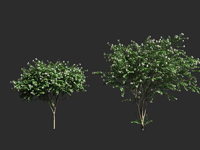 Two Lush Green Arbor Trees With Dense Foliage And Strong Trunks 3d model
