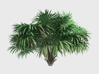 Tall Arbor With Lush Green Palm Like Leaves And Healthy Trunk Structure 3d model
