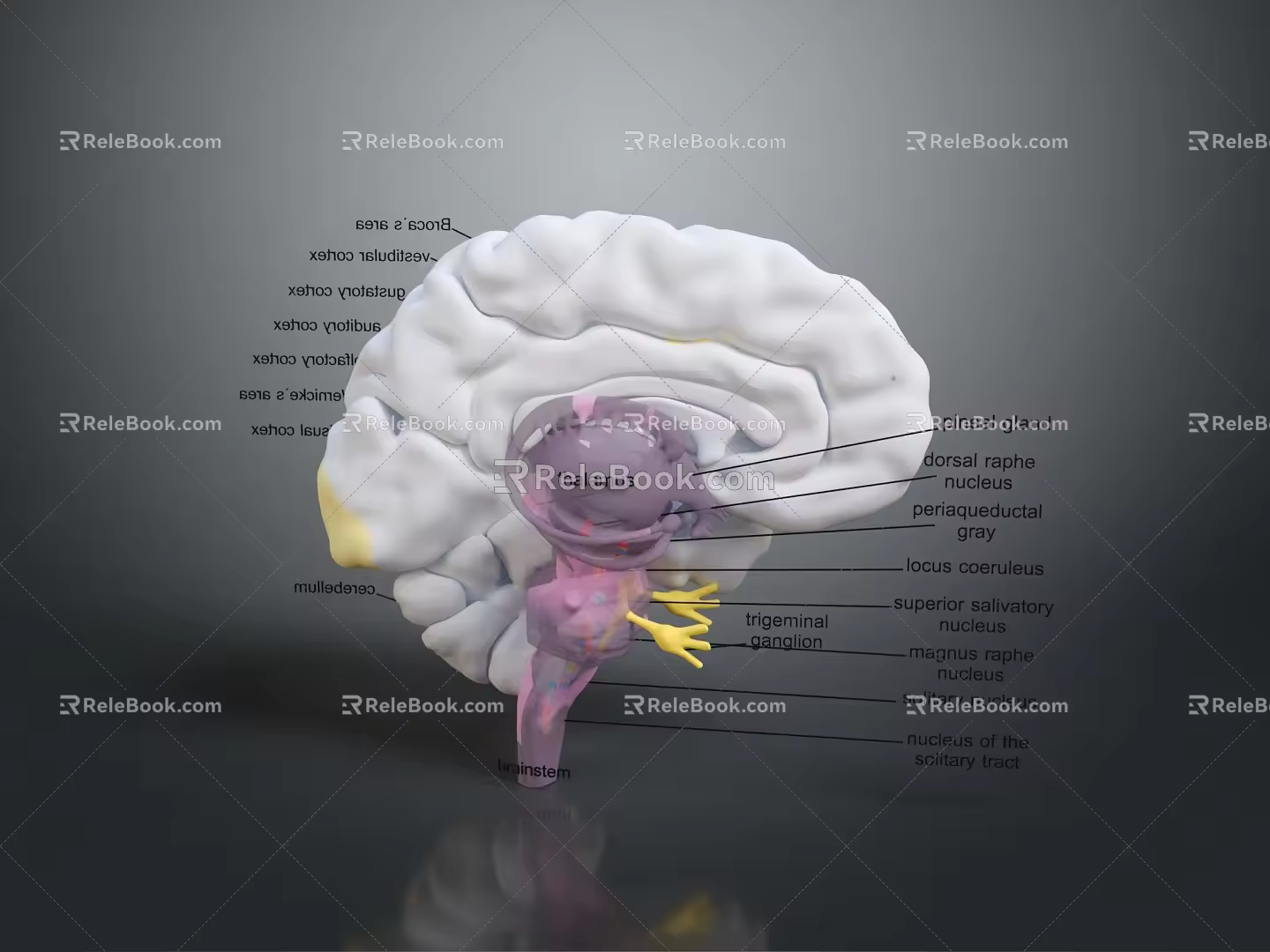 head structure head planer face human head planer face human brain planer face head structure brain structure human head structure 3d model