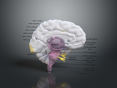 head structure head planer face human head planer face human brain planer face head structure brain structure human head structure model