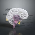 head structure head planer face human head planer face human brain planer face head structure brain structure human head structure 3d model