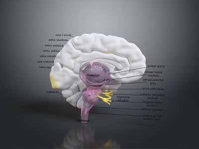 Advanced 3D Brain Anatomical Medical Device with Labeled Cerebrum Cerebellum and Brain Stem Structures 3d model