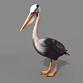 Pelican with White Head Long Orange Beak Black Gray Feathers Orange Legs on Gray Background