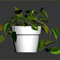 Leafy Green Houseplant In White Pot With Trailing Vines Indoor Display Setting