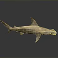 Realistic 3D Hammerhead Shark with Hammer Shaped Head Streamlined Body Fins and Tail