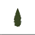 Tall Evergreen Arbor With Straight Trunk And Lush Green Foliage On White Background