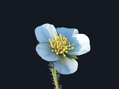 Beautiful Blue Flower with Yellow Stamens and Hairy Stem on Black Background 3d model