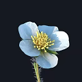 Beautiful Blue Flower with Yellow Stamens and Hairy Stem on Black Background