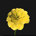Vibrant Yellow Flower with Layers of Petals and Green Stem on Black Background