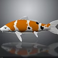 Orange White and Black Koi Fish With Reflection on Dark Surface 3d model