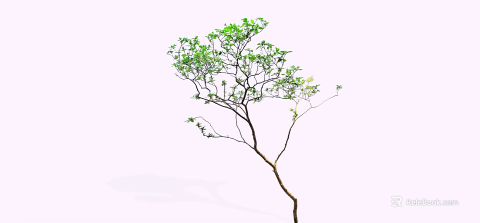 Slender Trunk Tree With Leafy Branches And Green Foliage Isolated On White 3d model