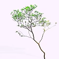 Slender Trunk Tree With Leafy Branches And Green Foliage Isolated On White 3d model
