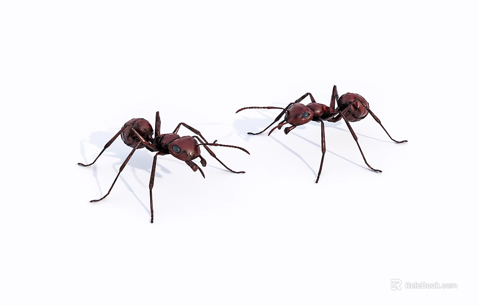 Two Red Reptiles Crawling On White Background In Close Up View 3d model