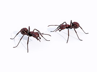Two Red Reptiles Crawling On White Background In Close Up View 3d model
