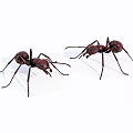 Two Red Reptiles Crawling On White Background In Close Up View 3d model