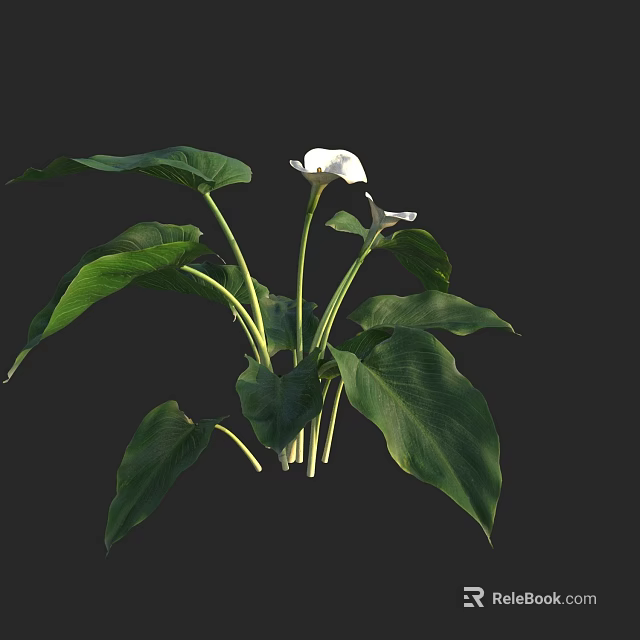 Lush Aquatic Plants With Green Leaves And Beautiful White Flowers 3d model 