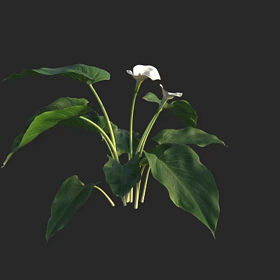 Lush Aquatic Plants With Green Leaves And Beautiful White Flowers 3d model