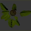 Lush Green Banana Leaf Plant In Minimalist Brown Pot With Broad Foliage