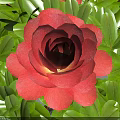 Vibrant Red Flower with Lush Green Leaves in Detailed Natural Close Up