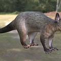 Gray Reptile With Long Tail Pointed Ears In Natural Grassland Woodland Habitat