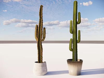 Cactus Potted Plants in White and Gradient Pots on White Platform with Blue Sky Clouds 3d model