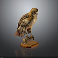Bird Specimen Standing On Orange Base With Detailed Feathers Against Dark Background 3d model