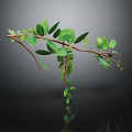 Fresh Green Leafy Plant Branches on Dark Background with Reflection 3d model