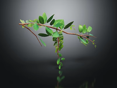 Fresh Green Leafy Plant Branches on Dark Background with Reflection 3d model