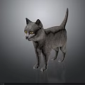 Gray Cat With Yellow Eyes Standing On Reflective Surface In Dark Background