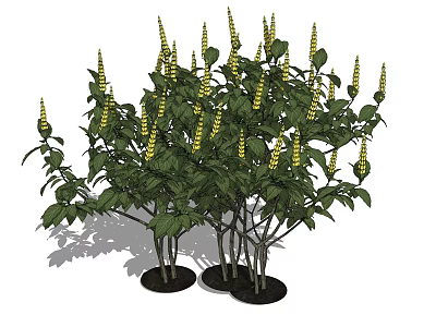 Lush Potted Shrubs With Green Leaves And Yellow Flower Spikes For Outdoor Decor 3d model