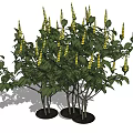 Lush Potted Shrubs With Green Leaves And Yellow Flower Spikes For Outdoor Decor