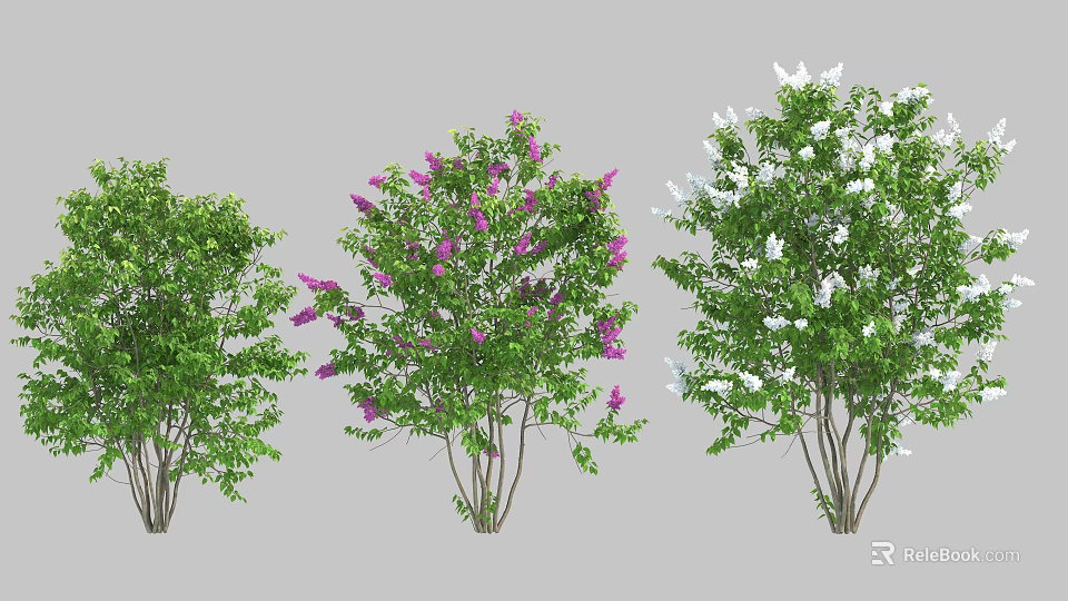 Different Types of Shrubs with Green Leaves Purple and White Flowers 3d model 