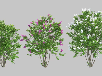 Different Types of Shrubs with Green Leaves Purple and White Flowers 3d model