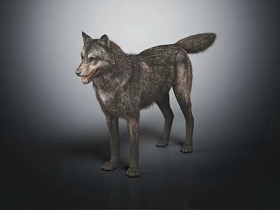 Realistic 3D Wolf Animal Character Model With Standing Pose And Fur Texture 3d model