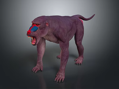 Purple Baboon with Red and Blue Facial Markings Standing Open Mouth on Gray Background 3d model