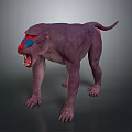 Purple Baboon with Red and Blue Facial Markings Standing Open Mouth on Gray Background