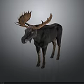 Moose With Large Antlers Standing On Grey Background Displaying Dark Body