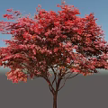 Vibrant Red Leaf Arbor With Lush Canopy Against Clear Blue Sky