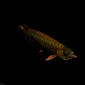Golden Arowana Fish With Shiny Scales And Orange Fins On Black Background