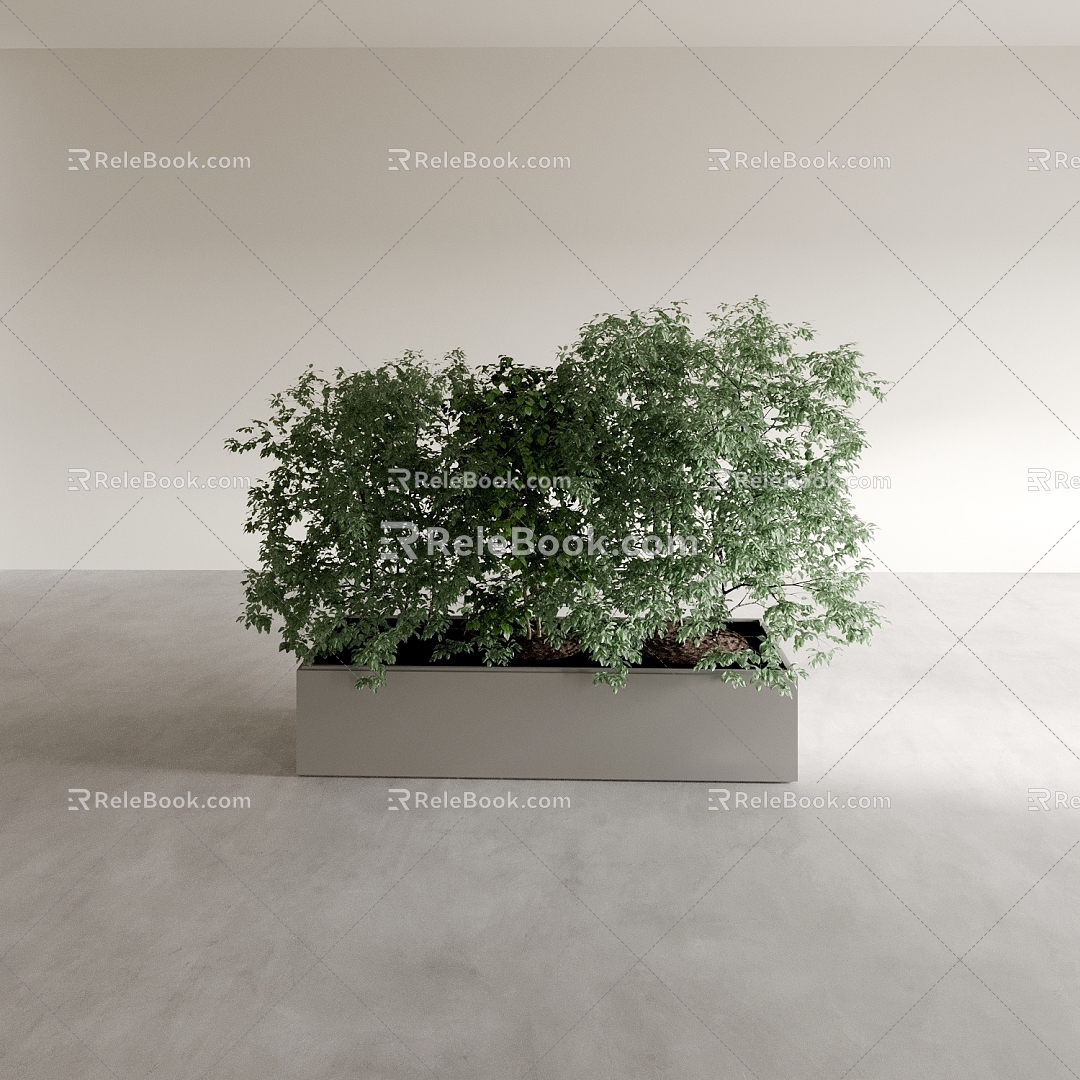 Bonsai Bonsai Bonsai Indoor Green Plant Ornaments Plant Flower Pot Vase Flower Pot 3d model