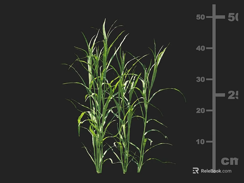 Healthy Green Agricultural Crop Plant With Long Leaves And Cm Measurement Scale 3d model 