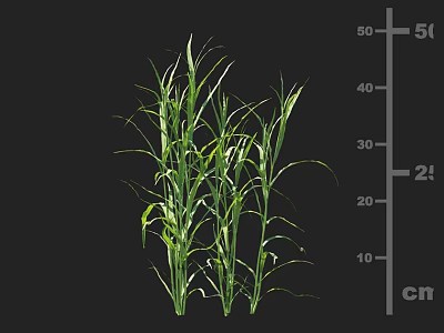 Healthy Green Agricultural Crop Plant With Long Leaves And Cm Measurement Scale 3d model
