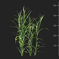 Healthy Green Agricultural Crop Plant With Long Leaves And Cm Measurement Scale