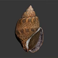 Detailed Seashell Animal With Spiral Shape And Orange Brown Pattern On Dark Background